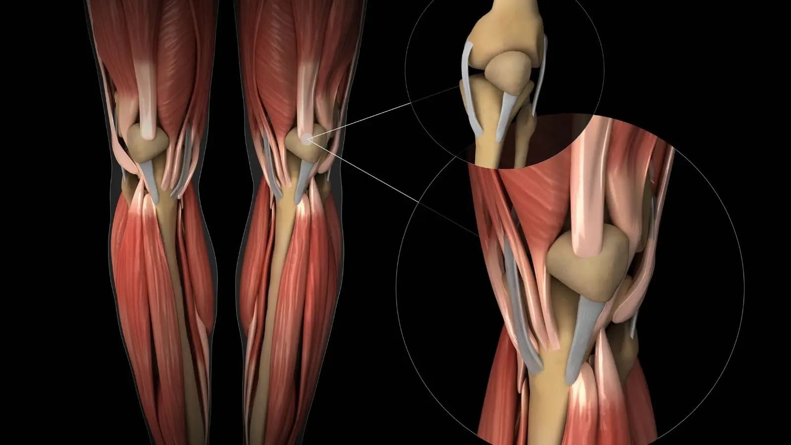 Diz Anatomisi Nedir?