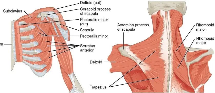Omuz Anatomisi: Eklemin Yapısı, Kasları ve Fonksiyonları Nedir?